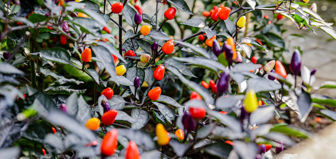 Designing With Edible Ornamental Plants – Mother Earth News - Vimarsana News